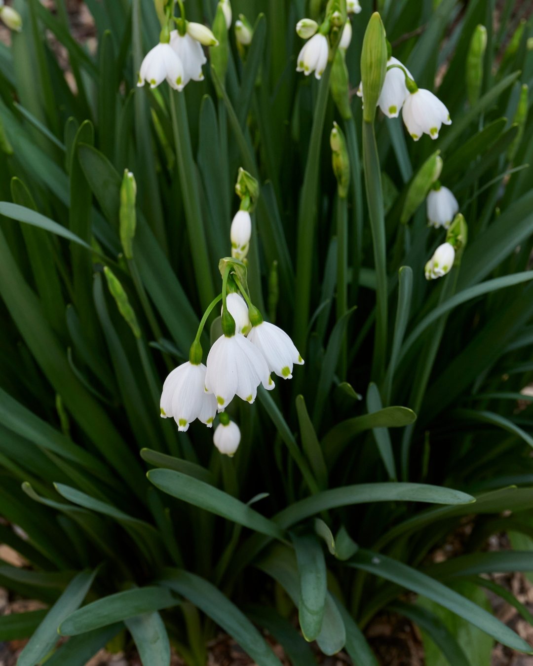 Flor-de-neve-de-verão - Leucojum aestivum 6 Flor-de-neve-de-verão - Leucojum aestivum