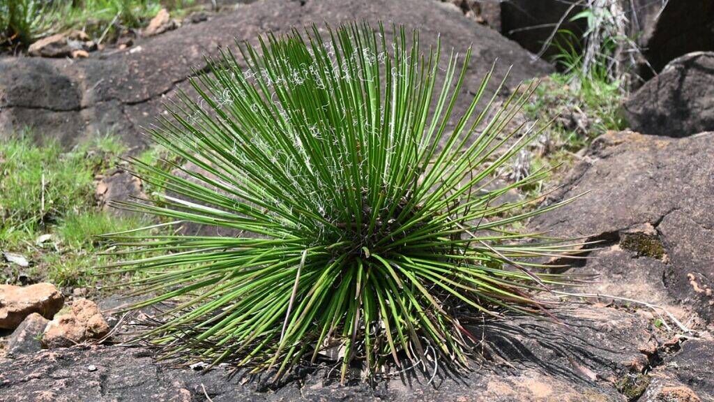 Agave-palito - Agave geminiflora