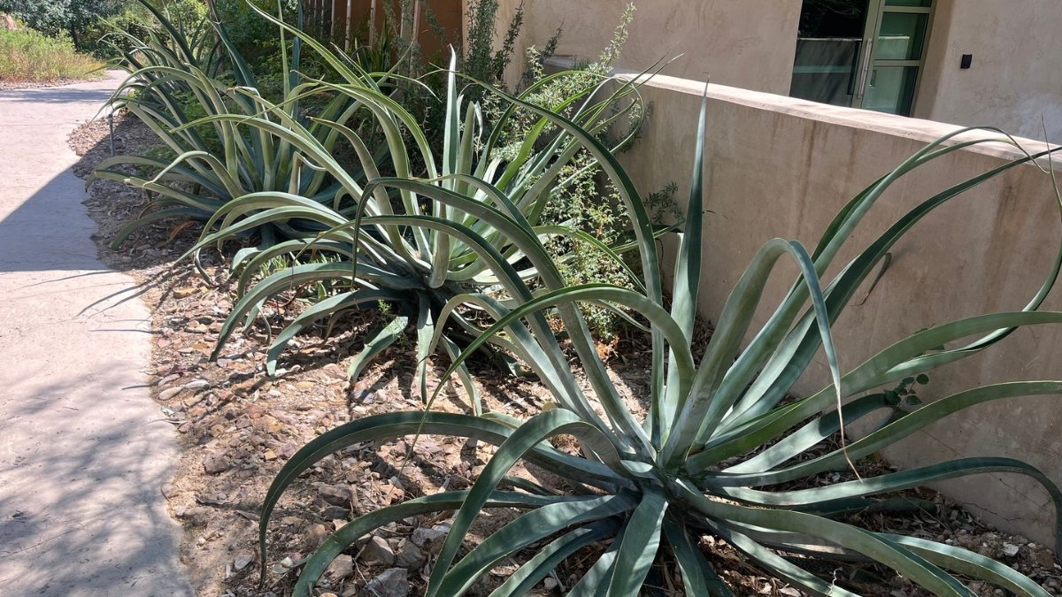 Agave-polvo - Agave vilmoriniana