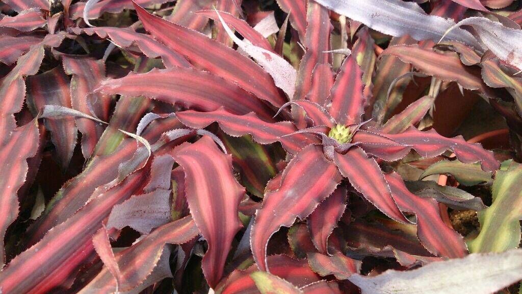 Estrela-da-terra - Cryptanthus bivittatus