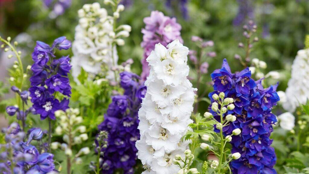 Esporinha-gigante - Delphinium elatum