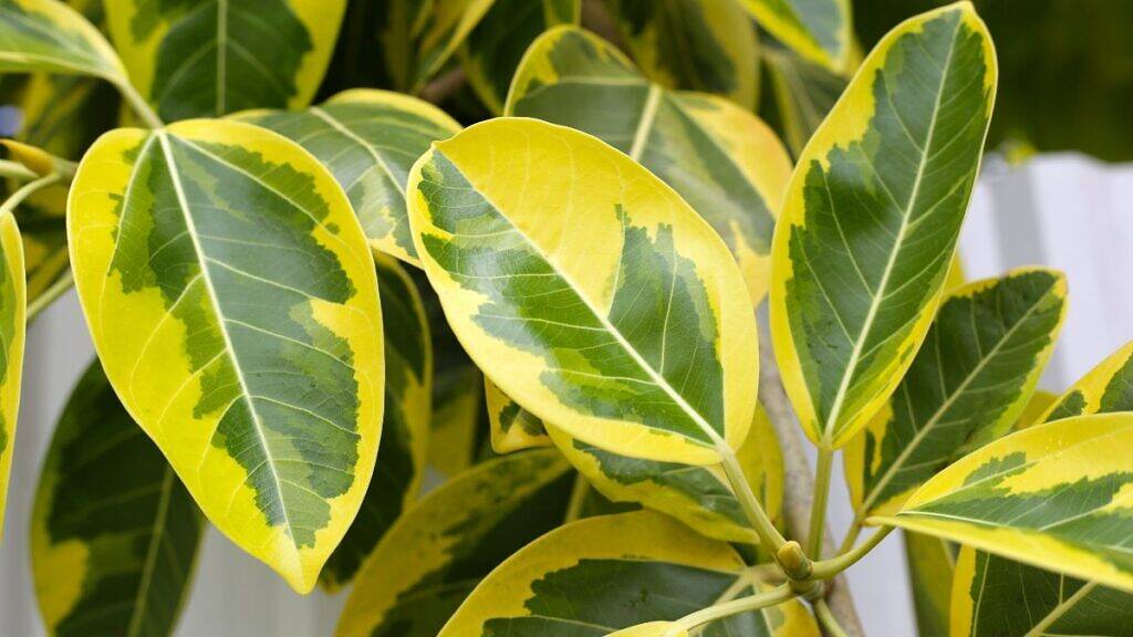 Árvore-do-conselho - Ficus altissima