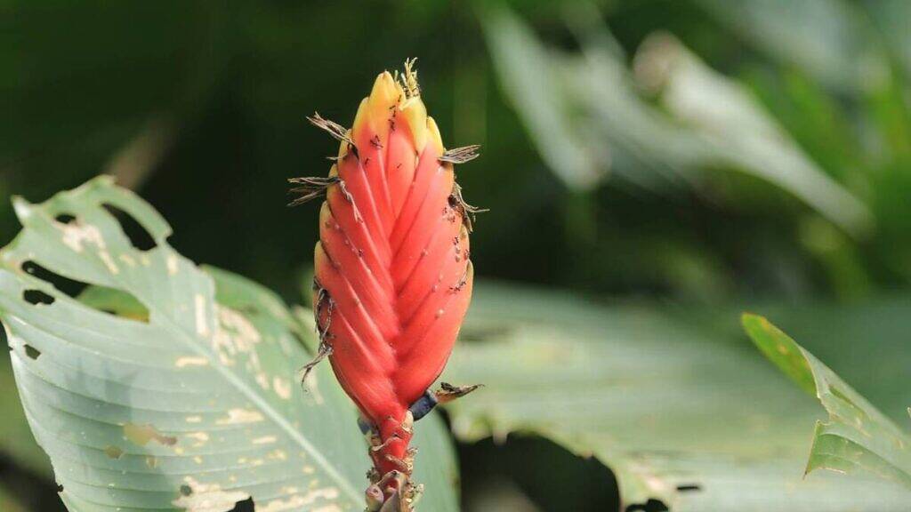 Chapéu-de-bispo - Heliconia episcopalis
