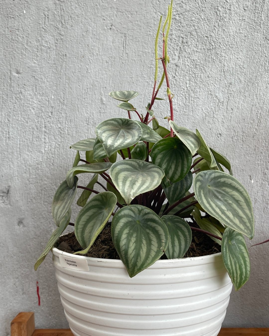 Peperômia-melancia - Peperomia argyreia 2 Floração da Peperômia-melancia