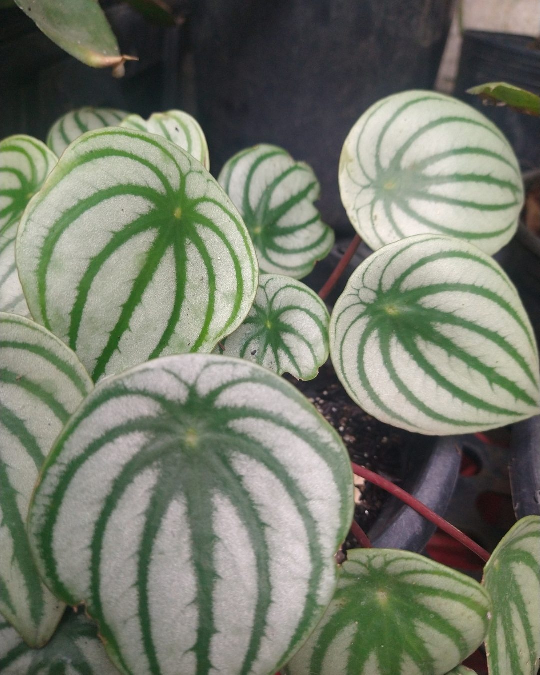 Peperômia-melancia - Peperomia argyreia 4 Peperômia Melancia