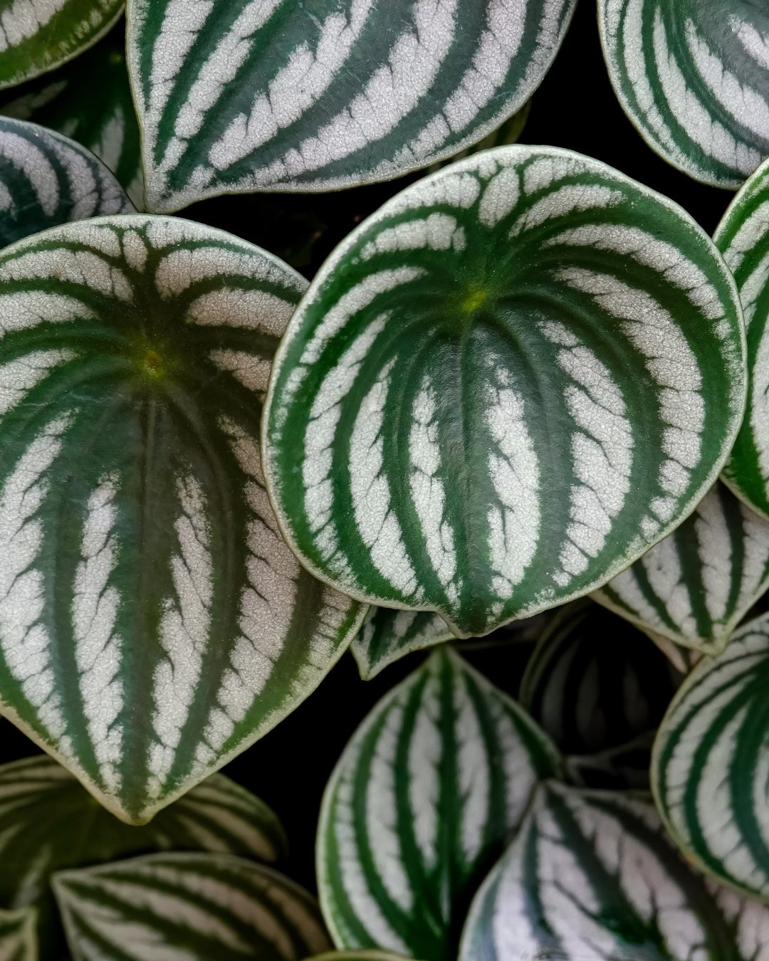 Peperômia-melancia - Peperomia argyreia 3 Folhas arredondadas e com nervuras bem marcadas
