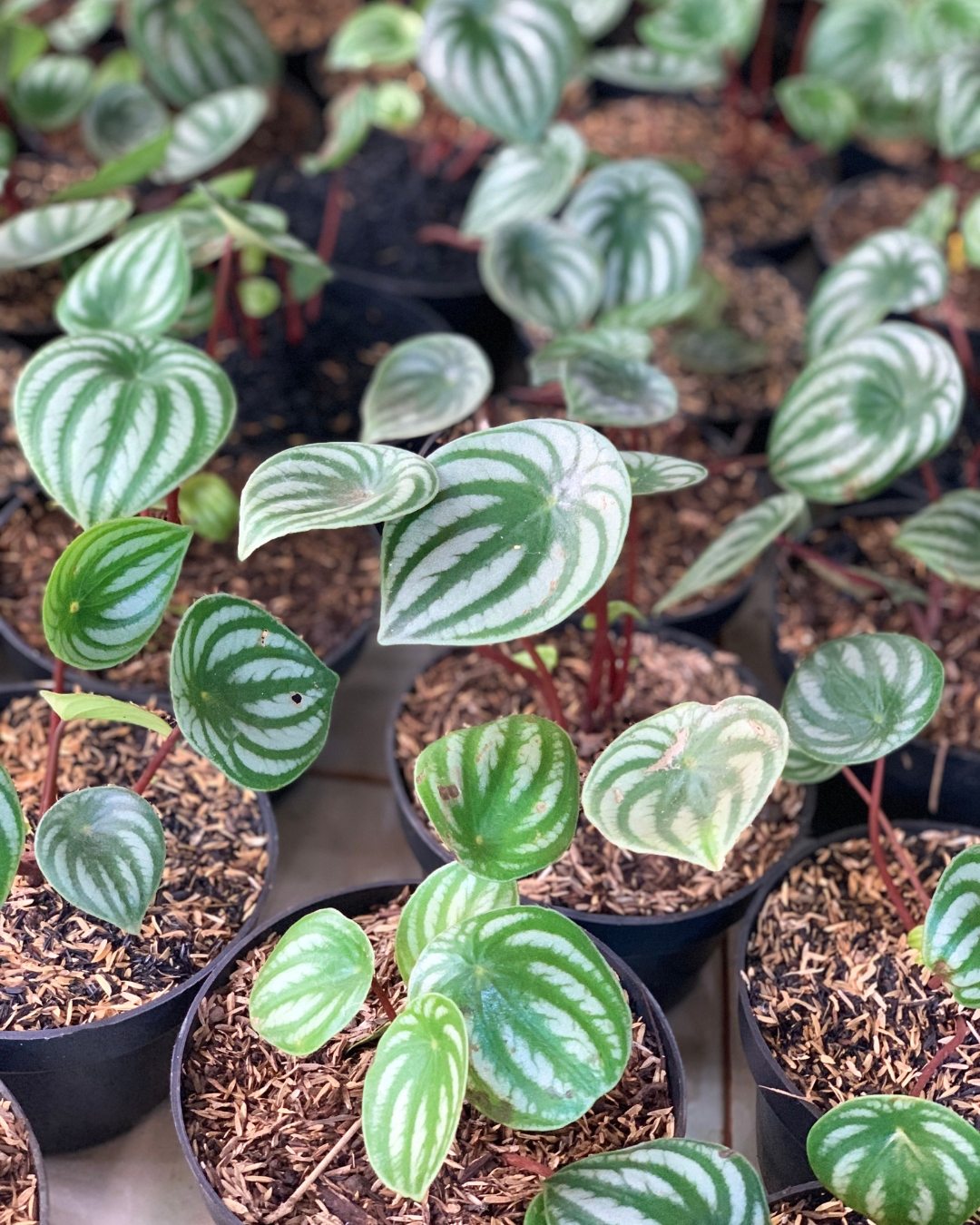 Peperômia-melancia - Peperomia argyreia 6 Mudas jovens de peperômia-melancia