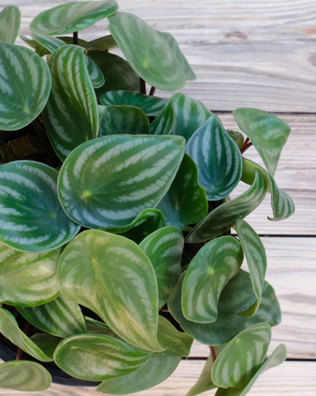 Peperômia-melancia - Peperomia argyreia 5 Peperomia-zebra