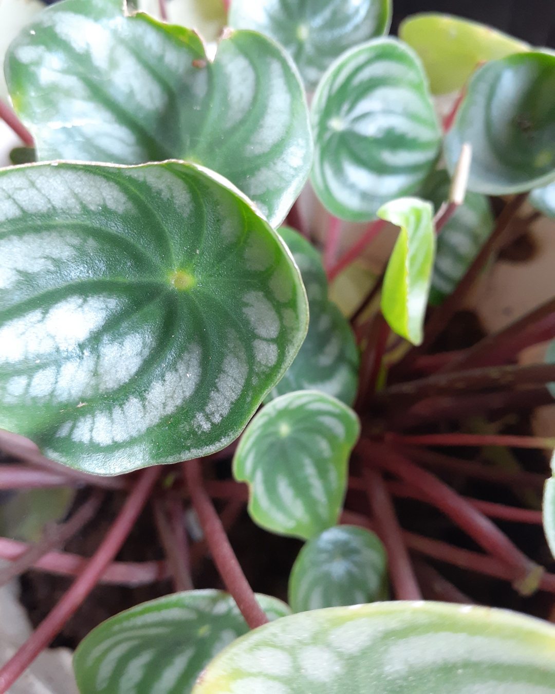 Peperômia-melancia - Peperomia argyreia 1 Detalhe dos pecíolos avermelhados da Peperômia-melancia.
