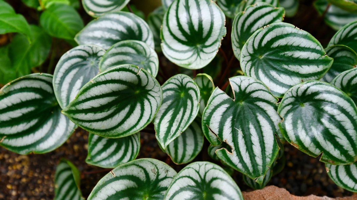 Peperômia Melancia