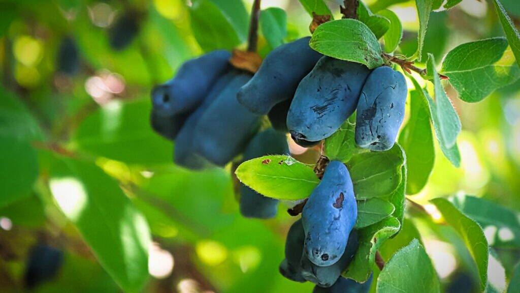 Honeyberry Lonicera caerulea