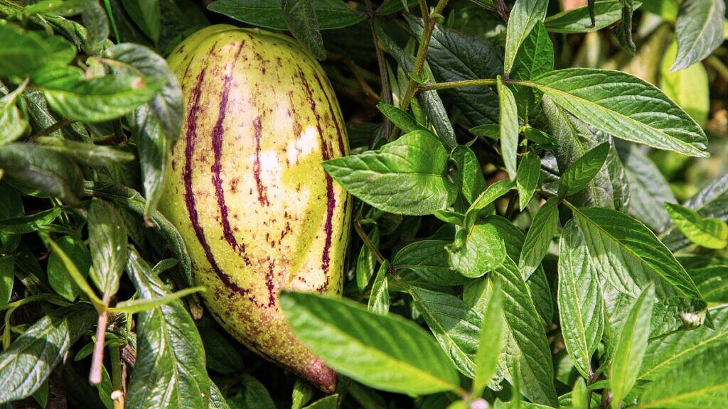 Melão-andino - Solanum muricatum Pepino-doce