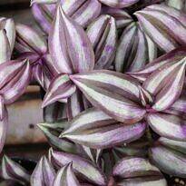 lambari-roxo - Trapoerada - tradescantia zebrina