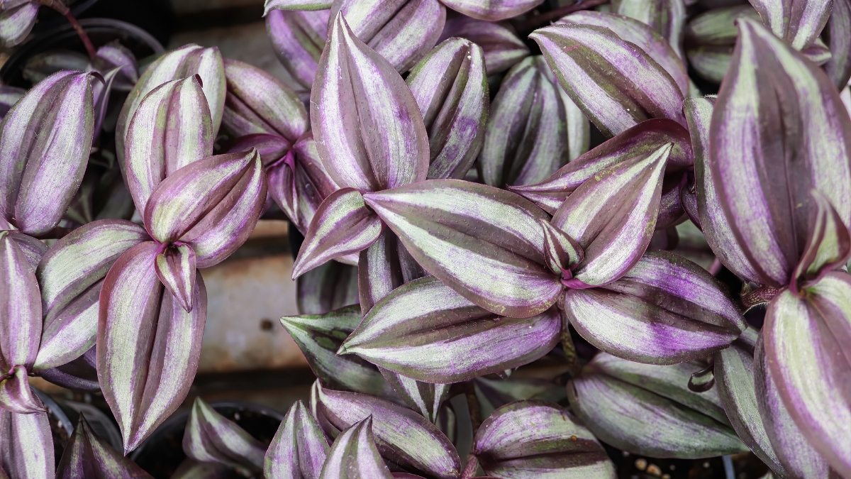 lambari-roxo - Trapoerada - tradescantia zebrina