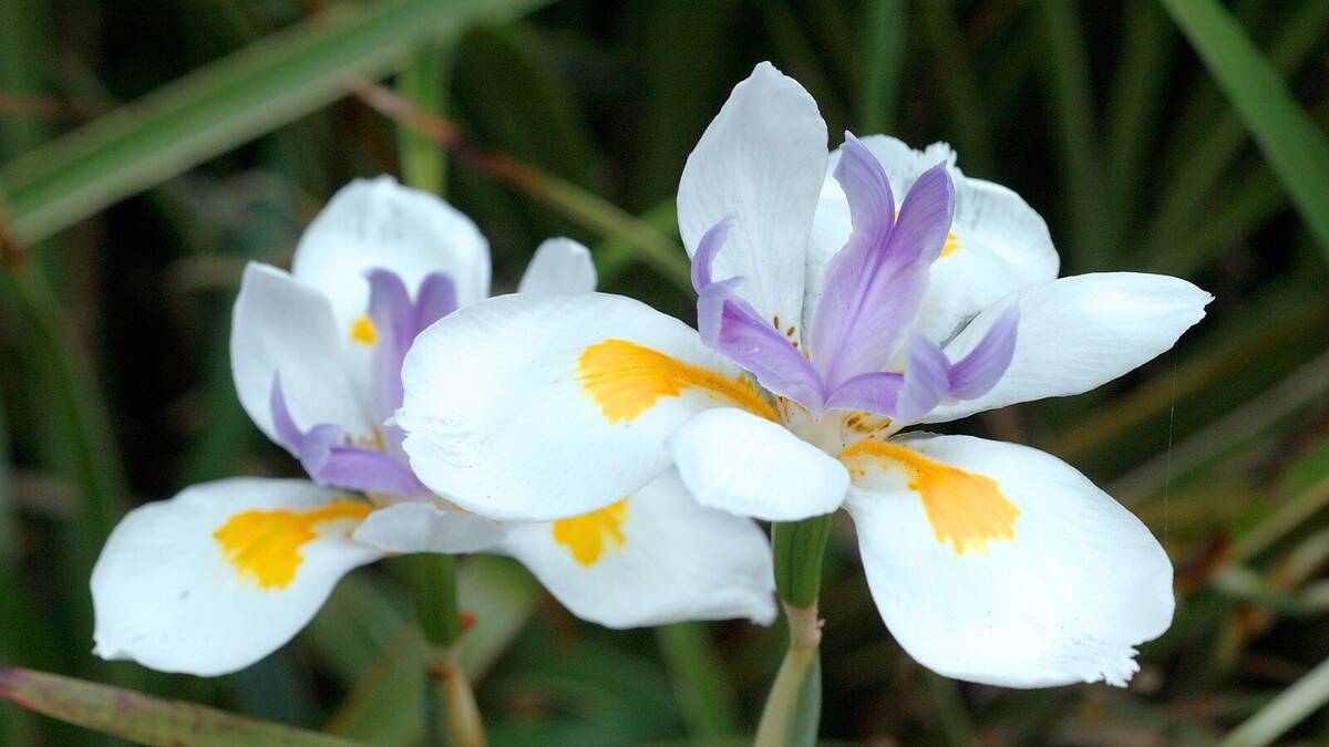 Íris Selvagem - Dietes grandiflora