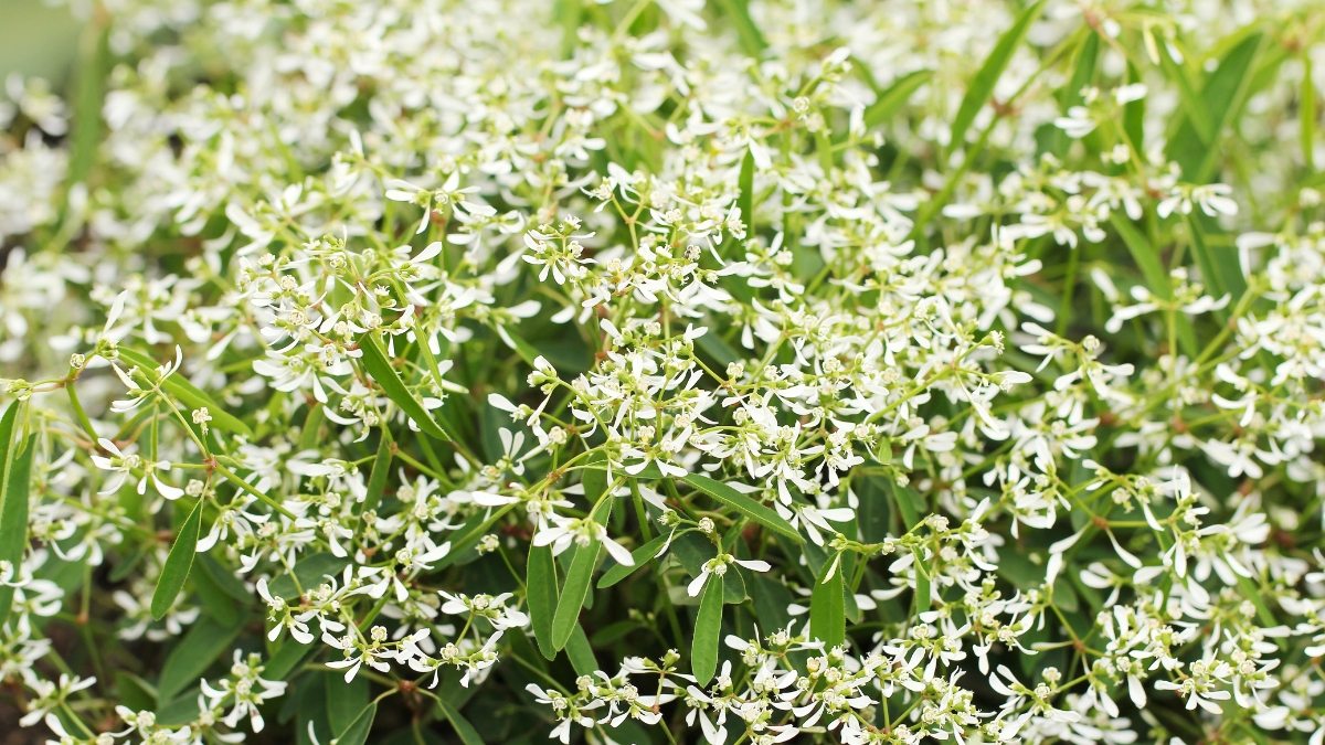 Euphorbia Hip Hop - Euphorbia hypericifolia