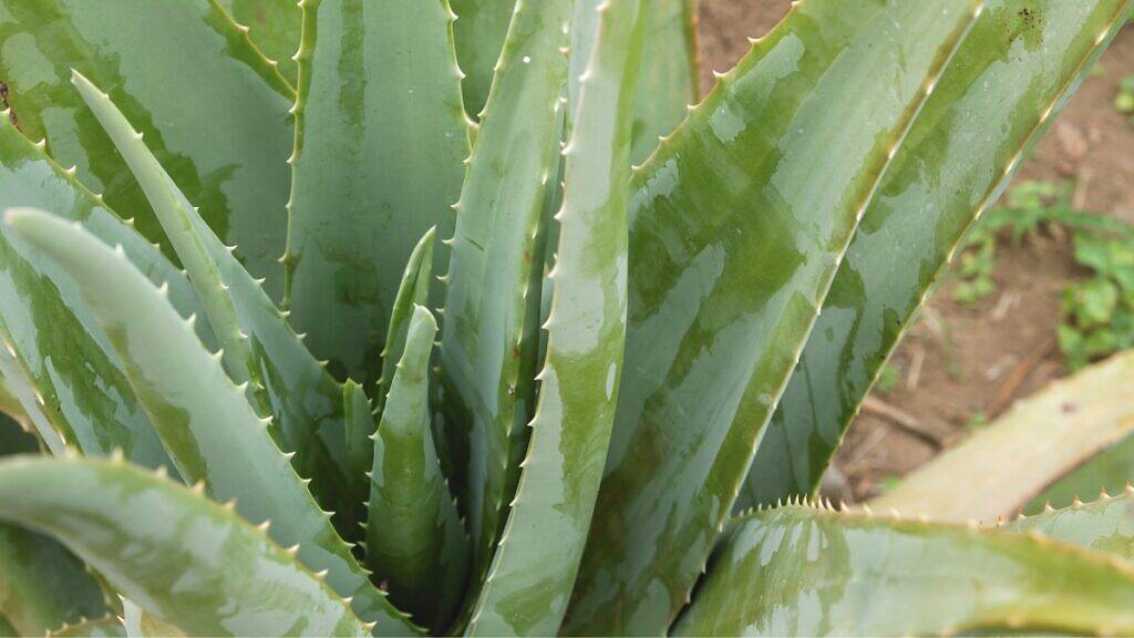Babosa - Aloe vera
