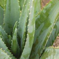 Babosa - Aloe vera