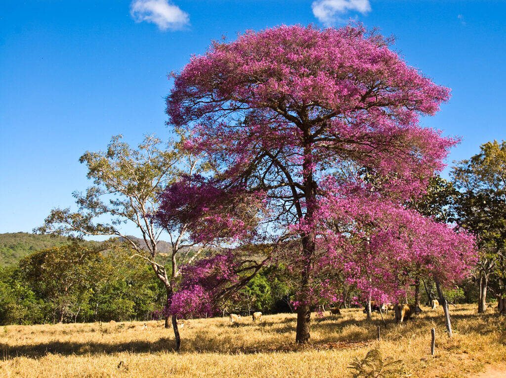 Physocalymma scaberrimum