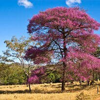 Physocalymma scaberrimum