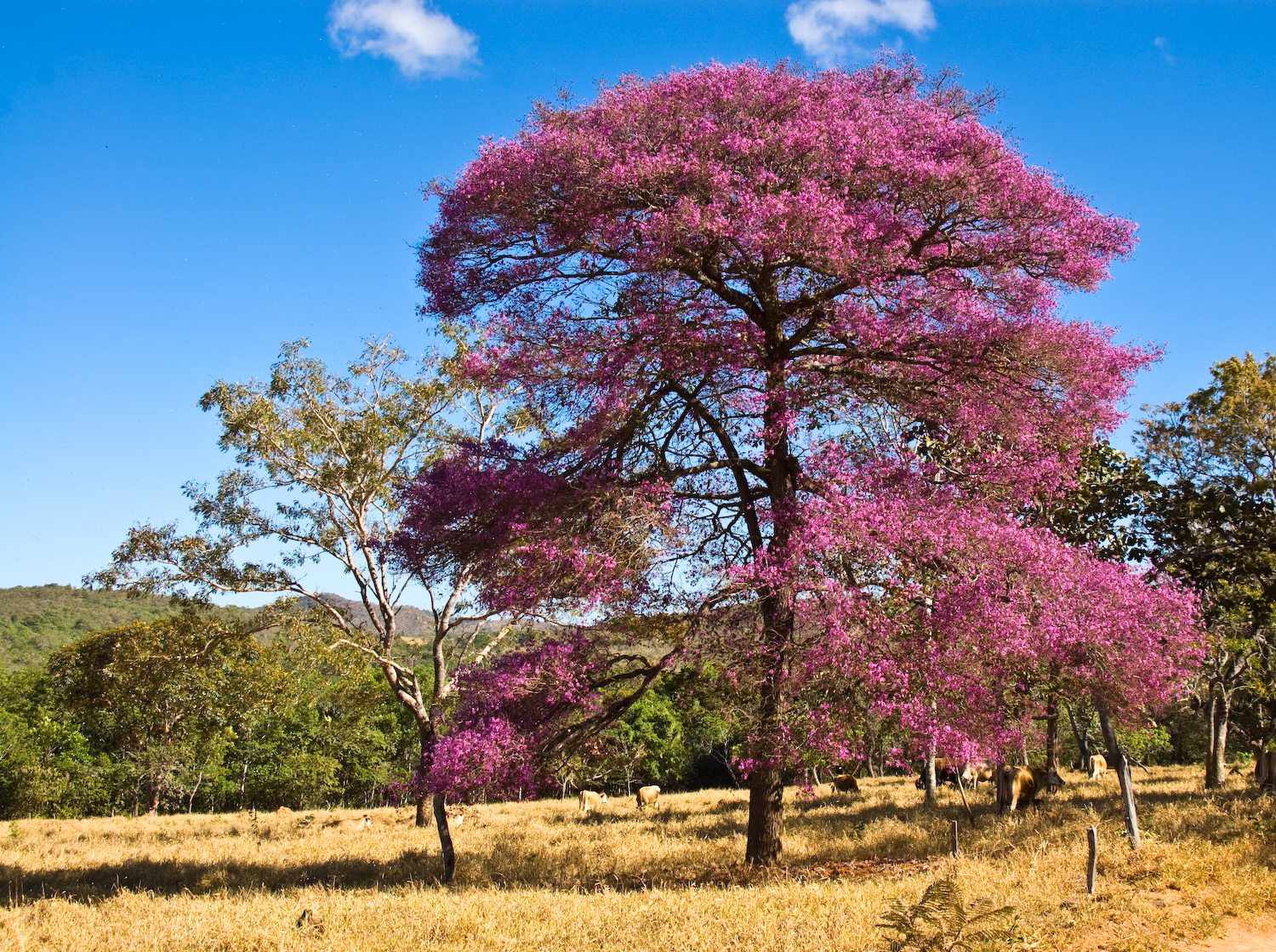 Physocalymma scaberrimum