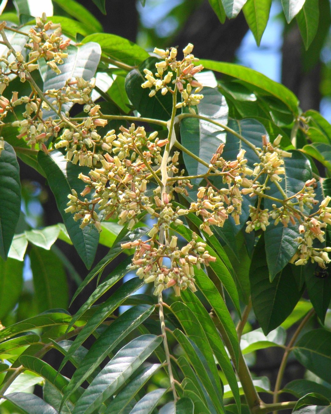 Cedro-rosa - Cedrela fissilis 4 Detalhe das inflorescências.