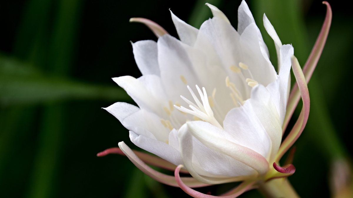 Epiphyllum oxypetalum