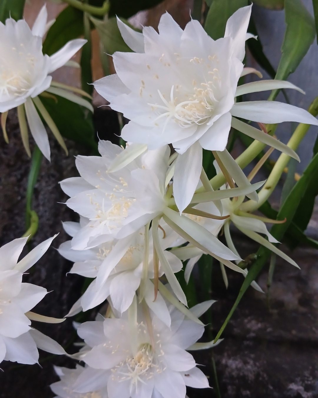 Dama-da-noite - Epiphyllum oxypetalum 6 epyphillum oxypetalum 2
