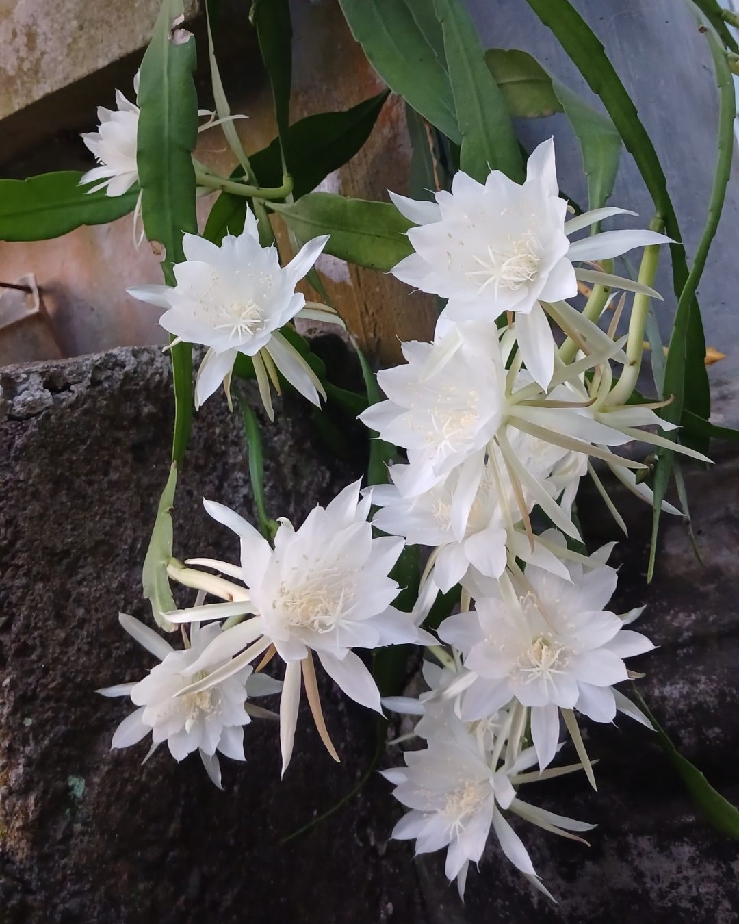 Dama-da-noite - Epiphyllum oxypetalum 1 A floração estonteante da dama-da-noite.