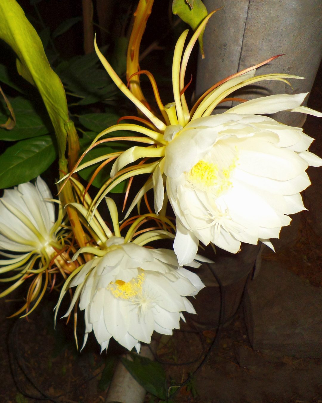 Dama-da-noite - Epiphyllum oxypetalum 4 epyphillum oxypetalum 4