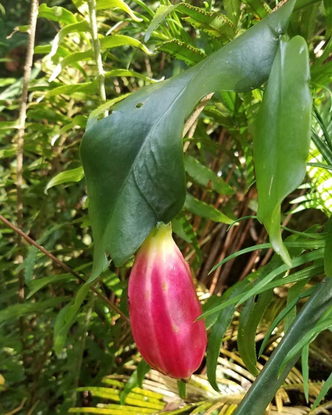 Dama-da-noite - Epiphyllum oxypetalum 3 Fruto da dama-da-noite