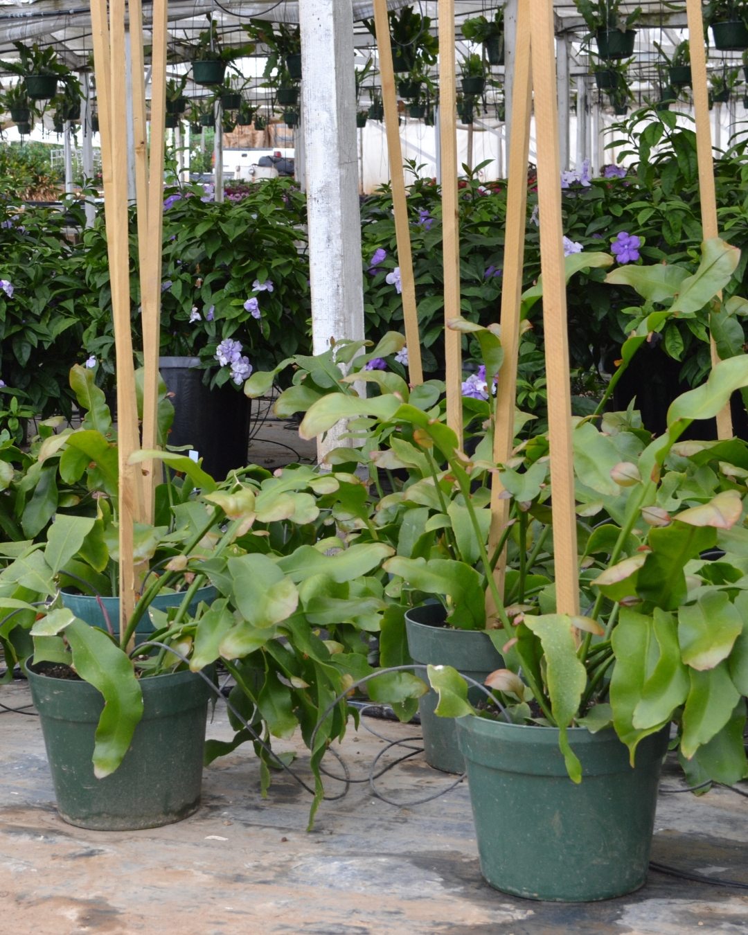 Dama-da-noite - Epiphyllum oxypetalum 5 Cultivo em viveiro