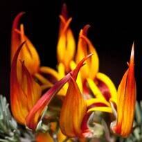 Plantas de A a Z por Nome Popular 45 Lotus berthelotii