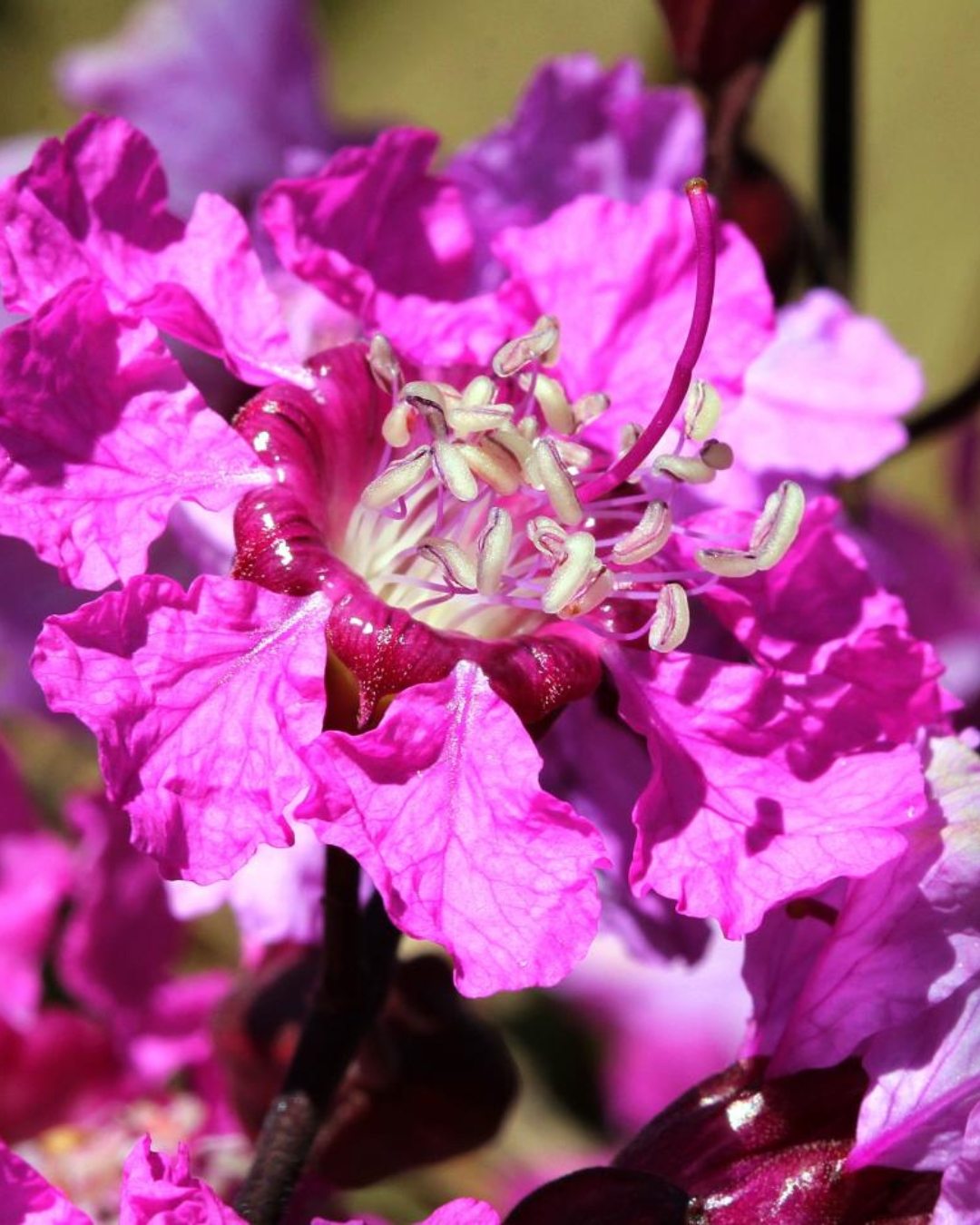 Pau-de-rosa - Physocalymma scaberrimum 1 Detalhe da flor do pau-de-rosa
