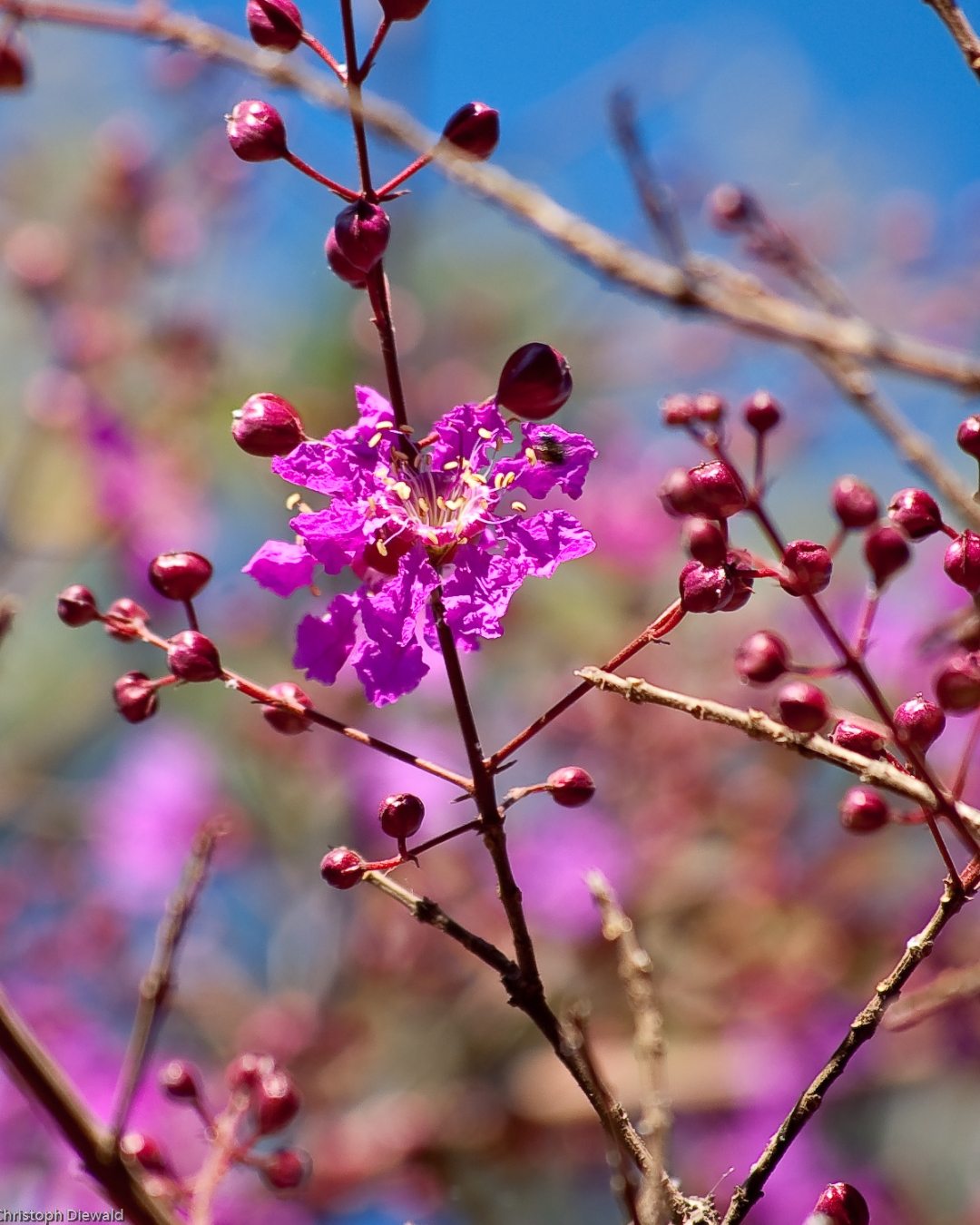 Pau-de-rosa - Physocalymma scaberrimum 5 Inflorescências