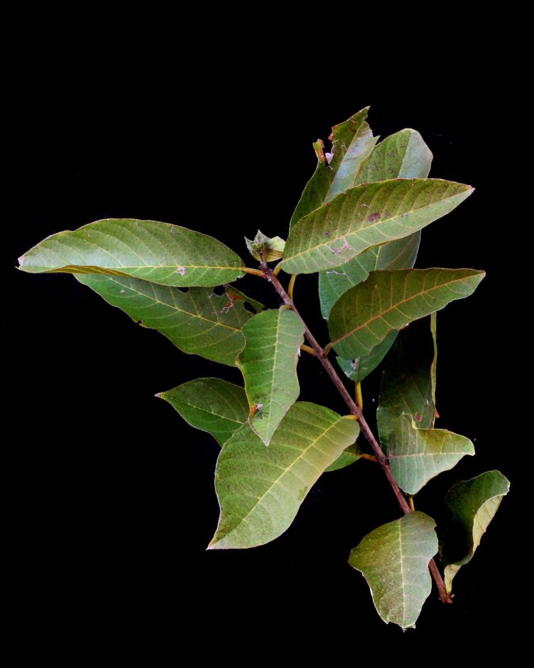 Pau-de-rosa - Physocalymma scaberrimum 3 Folhas em destaque
