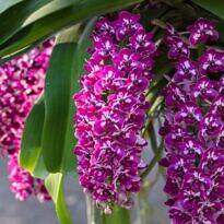 Orquídea rabo-de-raposa, Rhynchostylis gigantea