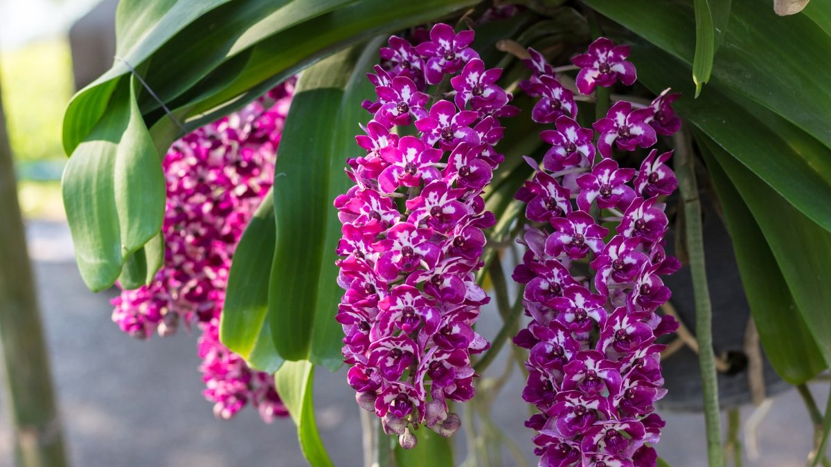Orquídea rabo-de-raposa, Rhynchostylis gigantea