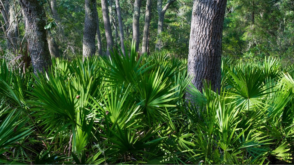 Saw Palmetto - Serenoa repens