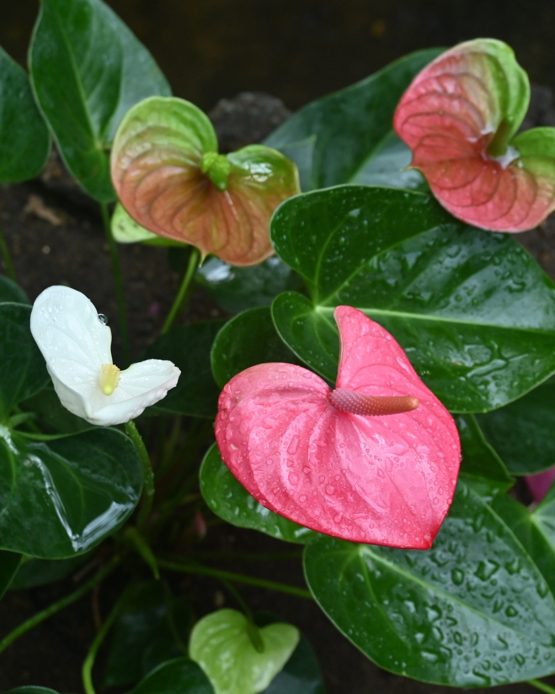 10 Plantas que florescem na sombra 5 Anthurium andraeanum