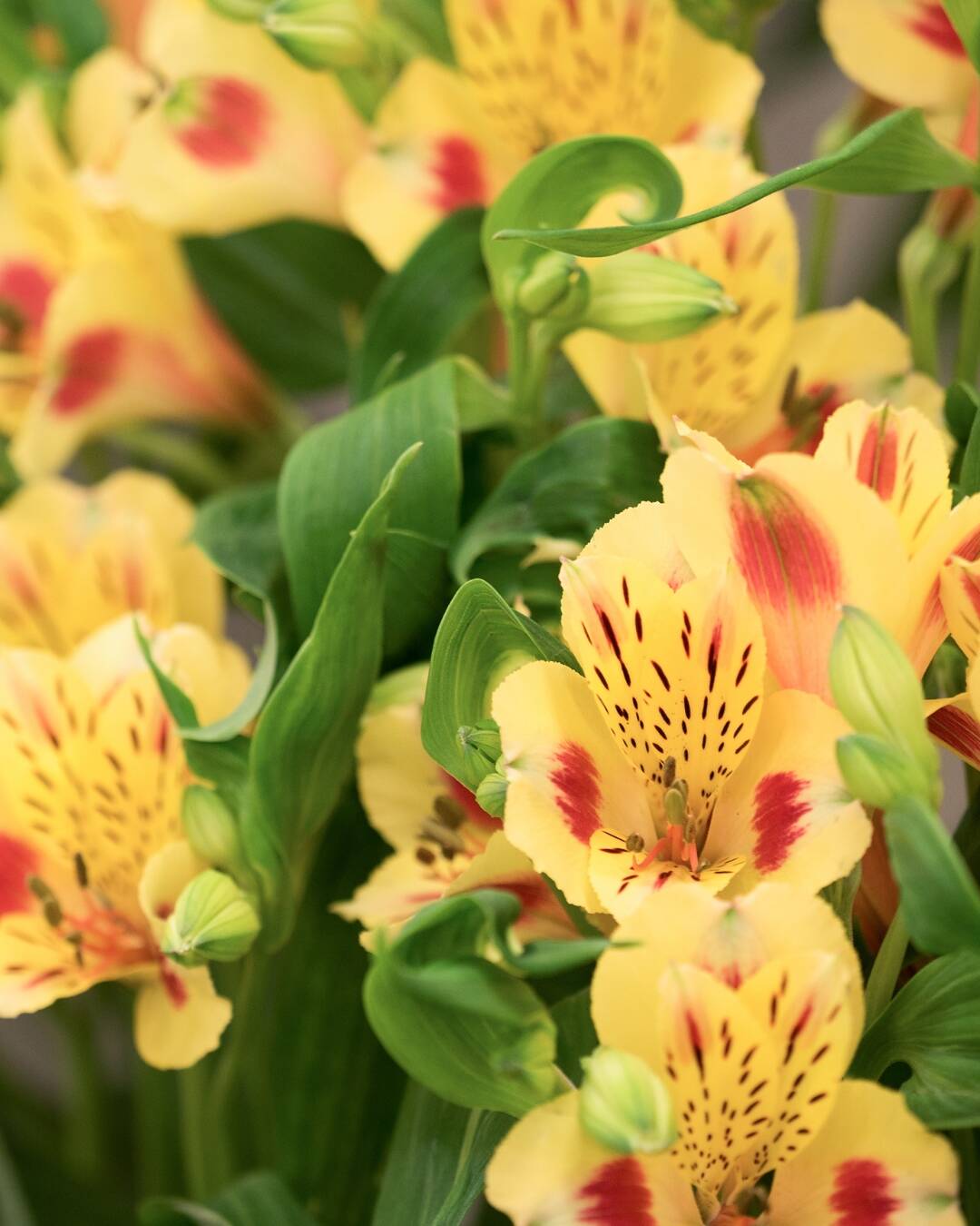 Flores para atrair boas energias em 2026 no Réveillon 9 Astromélias