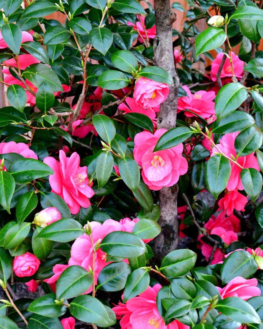 12 Arbustos para cerca viva na sombra 13 Camellia
