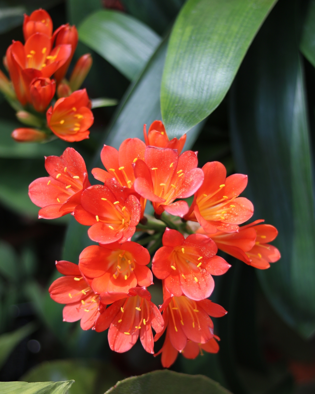 10 Plantas que florescem na sombra 3 Clivia miniata