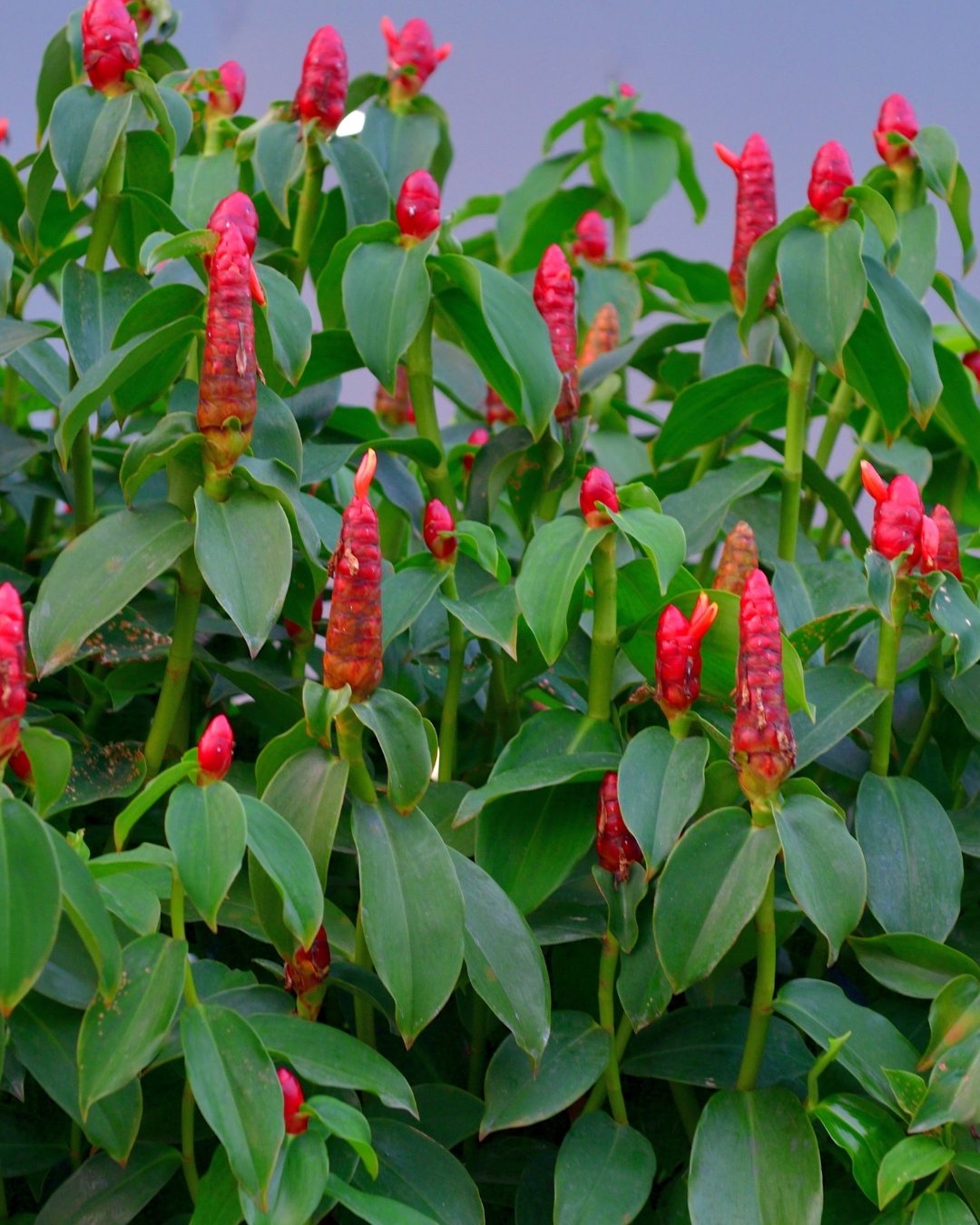 10 Plantas que florescem na sombra 10 Costus woodsonii