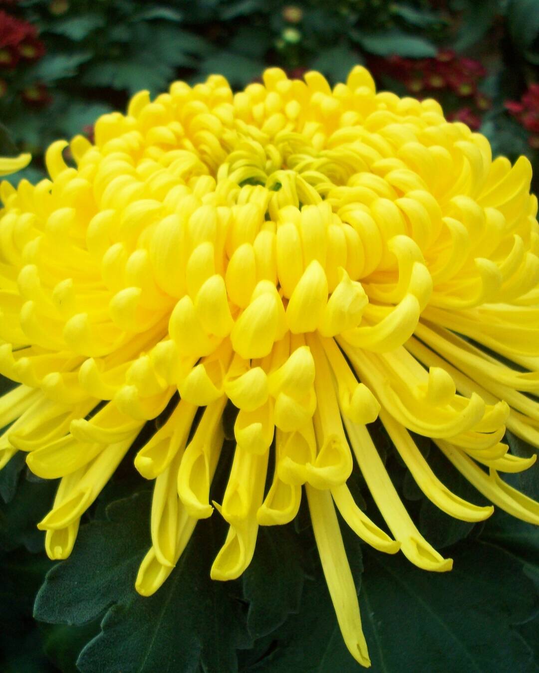 Flores para atrair boas energias em 2026 no Réveillon 5 Alguns crisântemos lembram os fogos de artifício.