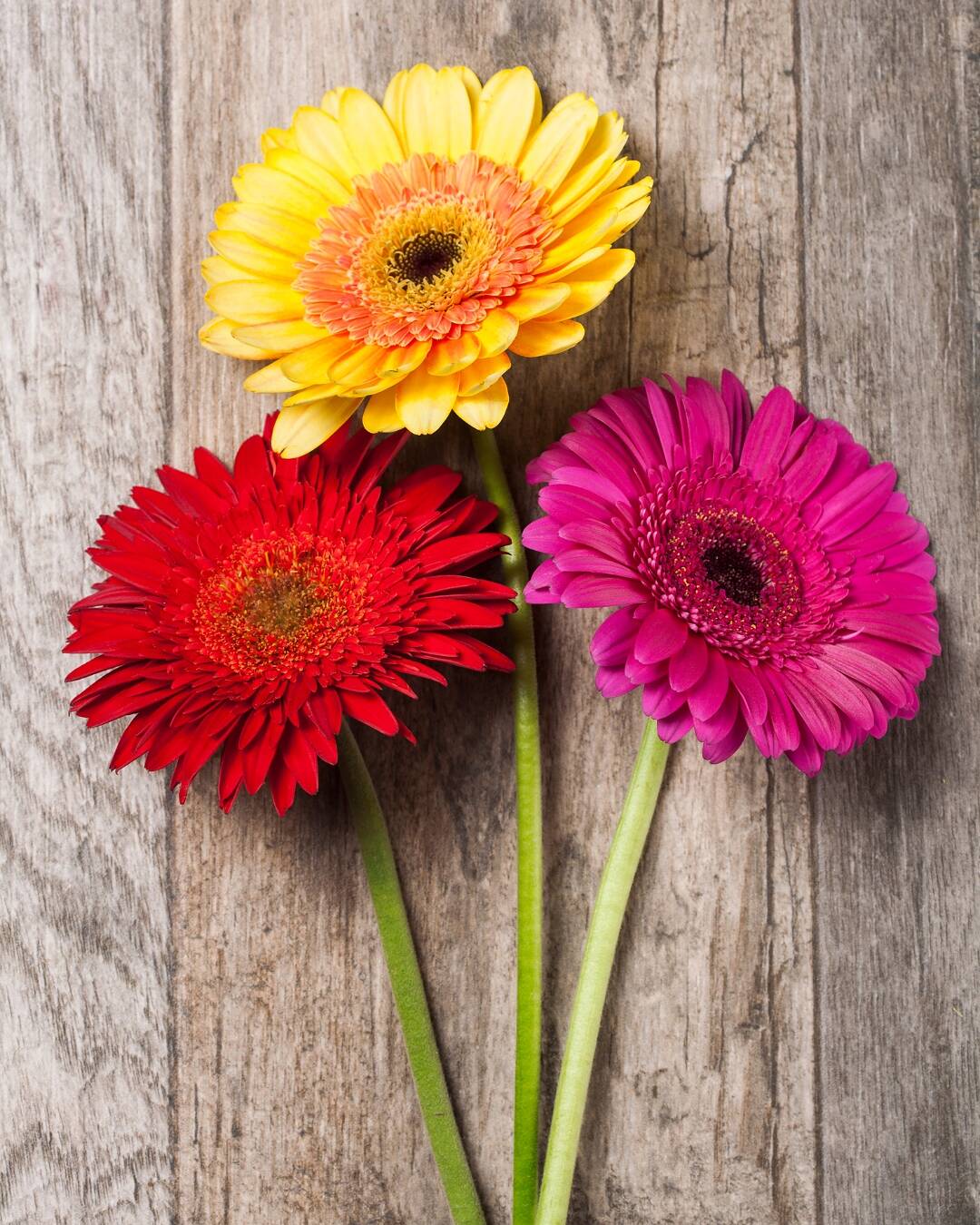 Flores para atrair boas energias em 2026 no Réveillon 10 Gérberas em cores vibrantes