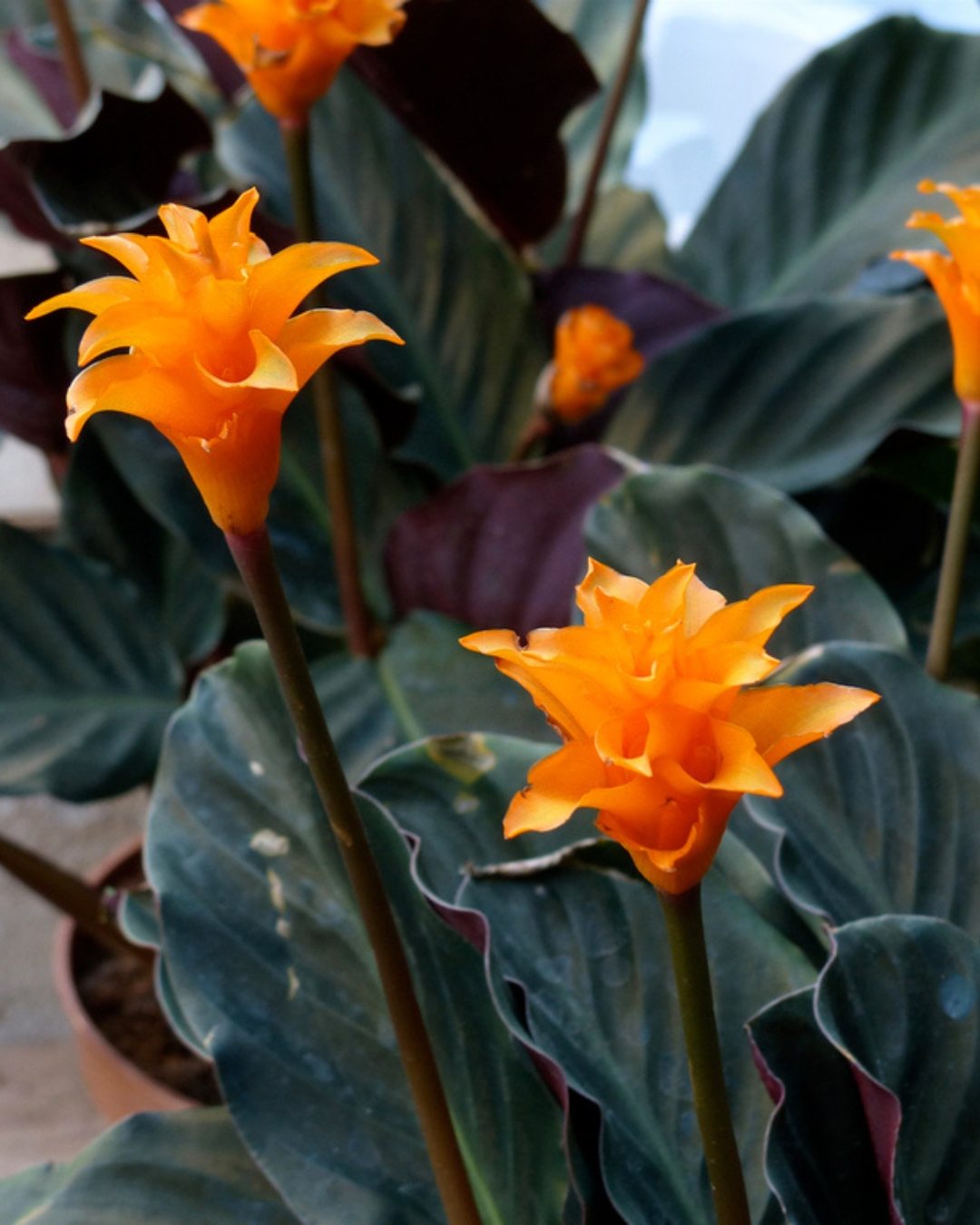 10 Plantas que florescem na sombra 4 Goeppertia crocata