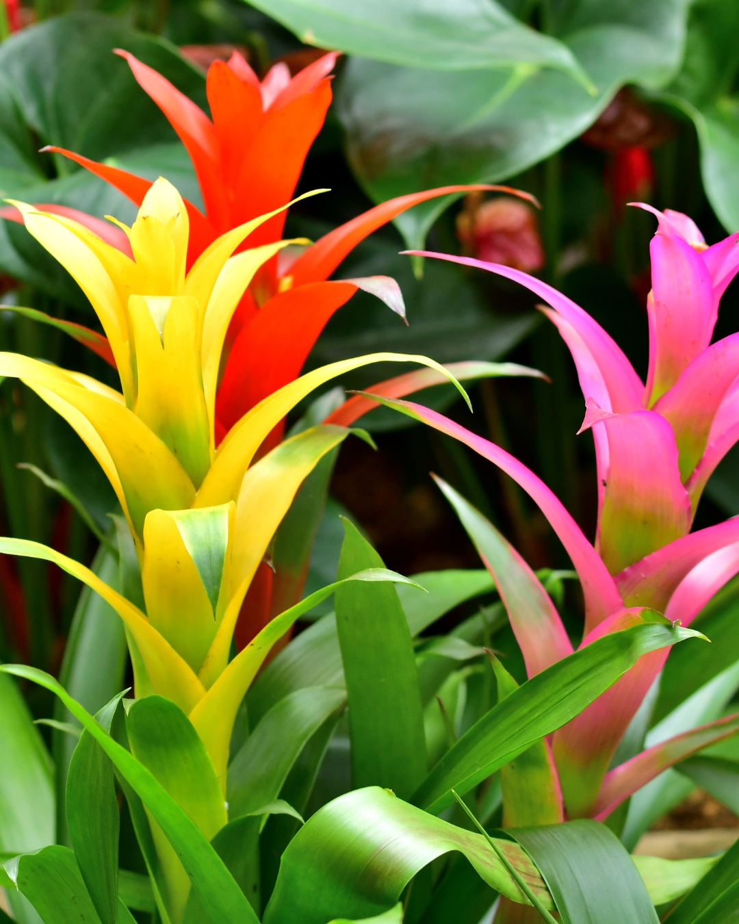 10 Plantas que florescem na sombra 9 Guzmania