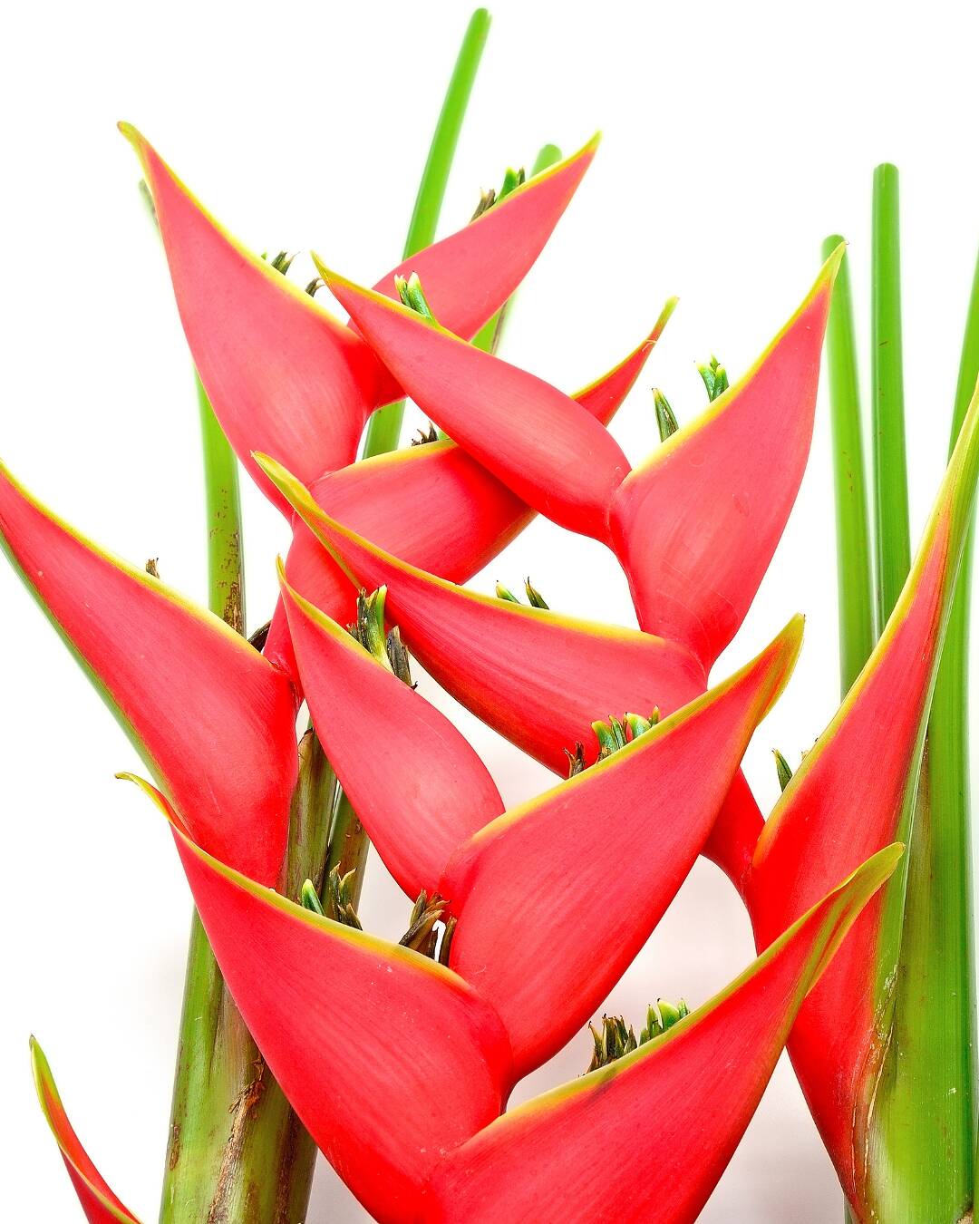 Flores para atrair boas energias em 2026 no Réveillon 11 Helicônias são a essencia das flores tropicais e muito duráveis.