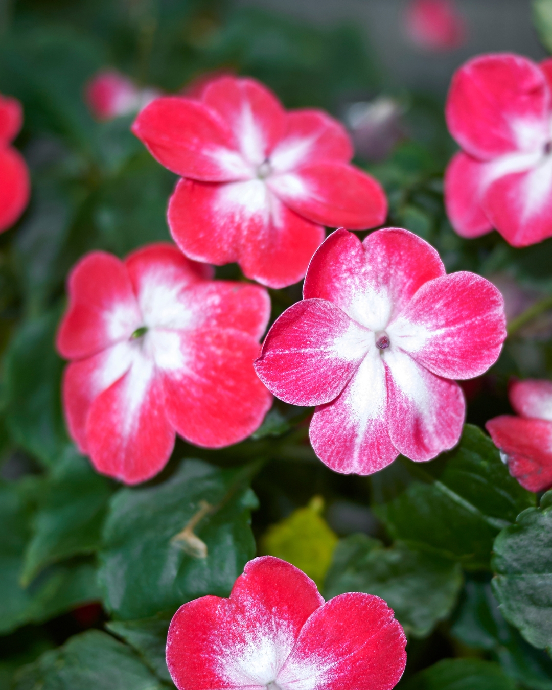 10 Plantas que florescem na sombra 6 Impatiens walleriana